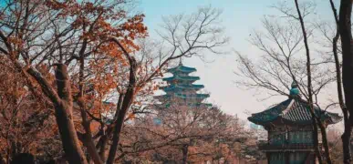 contracting_in_south_korea